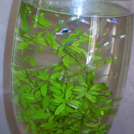 Отель Sa Cralla Вилласимиус