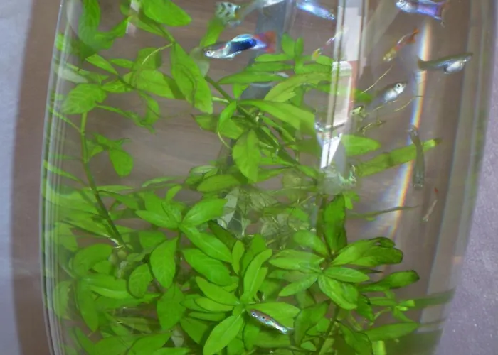 Szálloda Sa Cralla Villasimius